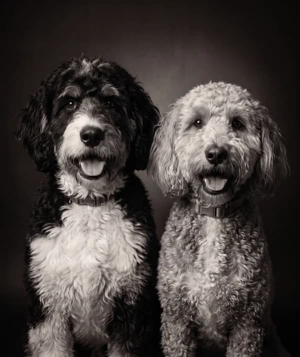 Retrato de Triscuit y Barley, dos perros
